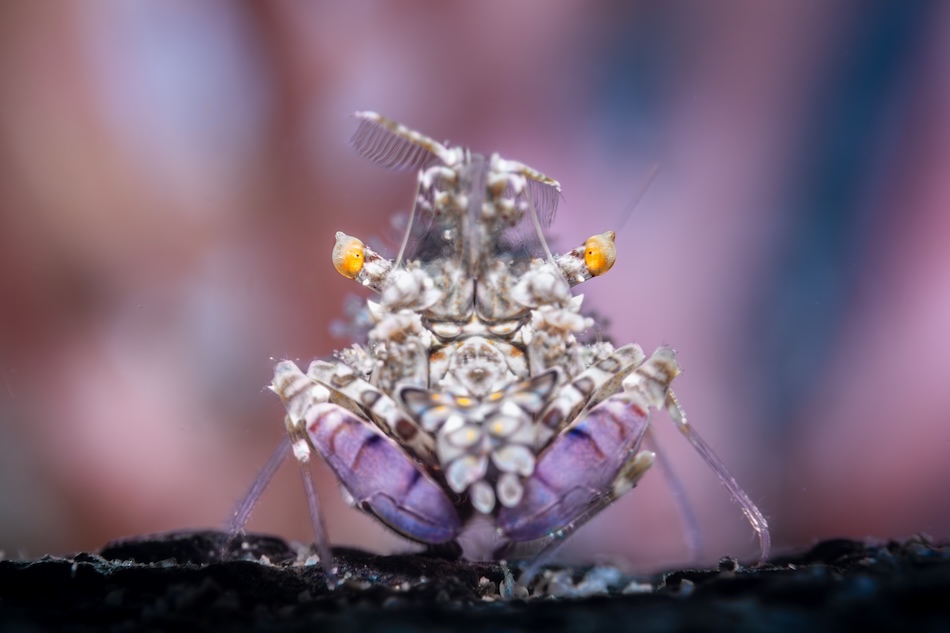 Super Macro Compact Gold Andrea Michelutti Samurai